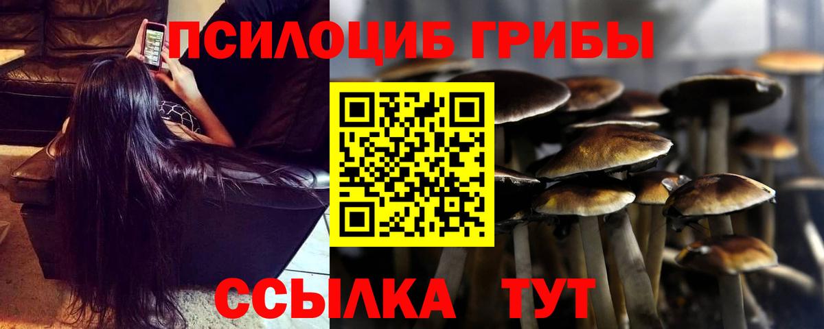 Галлюциногенные грибы Psilocybe Новомосковск